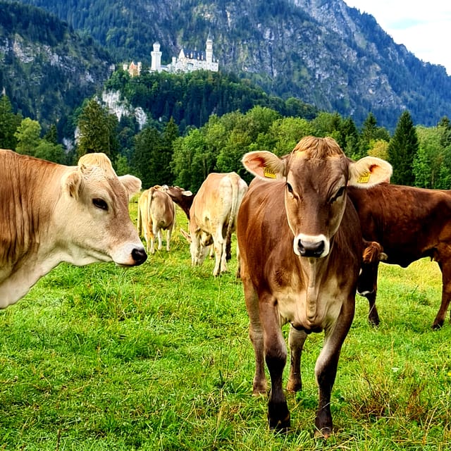 From Füssen: Neuschwanstein & Linderhof Castles Private Tour - Price and value at $471 per person