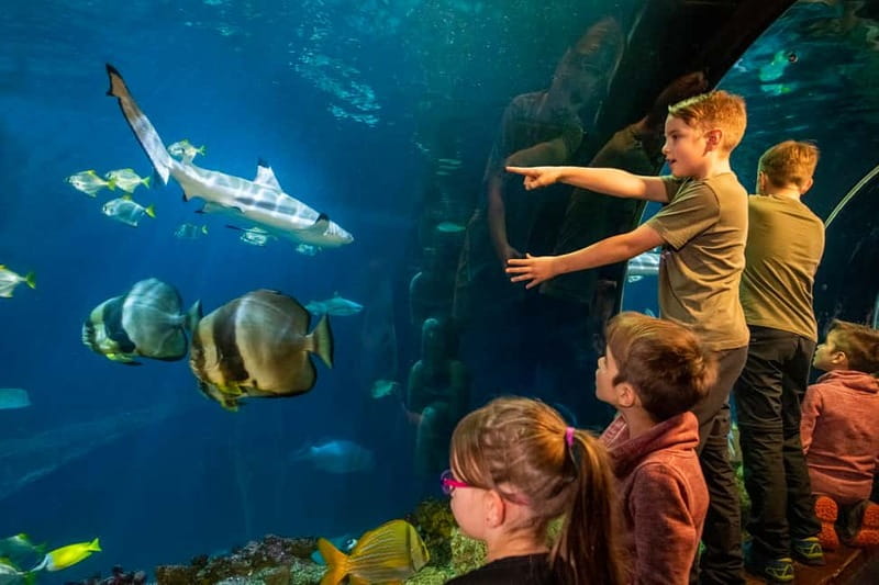 Munich: Day Ticket to Sea Life - Shark Kingdom in Munich: 20+ species and the glass tunnel moment