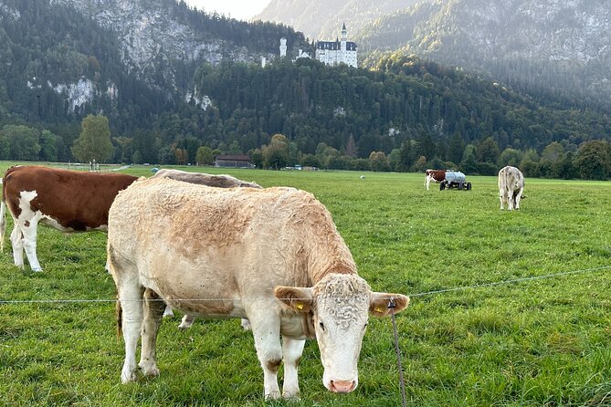 Neuschwanstein Castle & more - Private Tour from Munich - What to Pack and What to Do About the Stairs