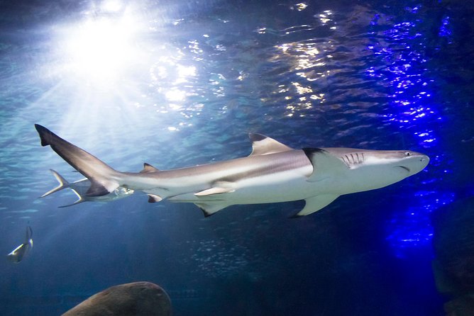 SEA LIFE Munich Admission Ticket - Price and whether it feels fair at $28.91 per person